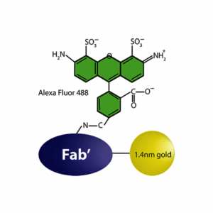 FluoroNanogold Secondary Antibody
